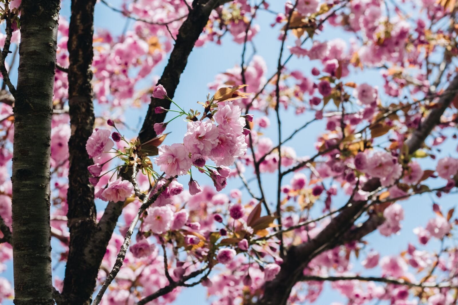 Canon EOS 700D (EOS Rebel T5i / EOS Kiss X7i) + Canon EF 50mm F1.8 II sample photo. Sakura, flower, pink flower photography
