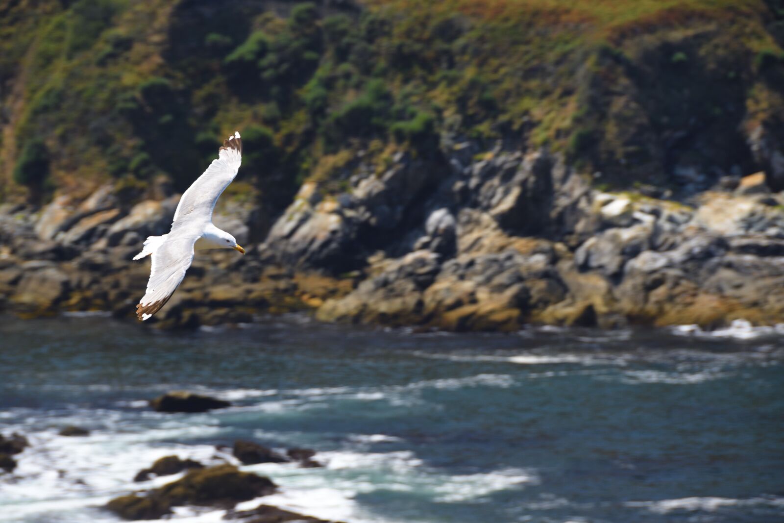 Nikon D500 sample photo. Seagull, bird, wings photography