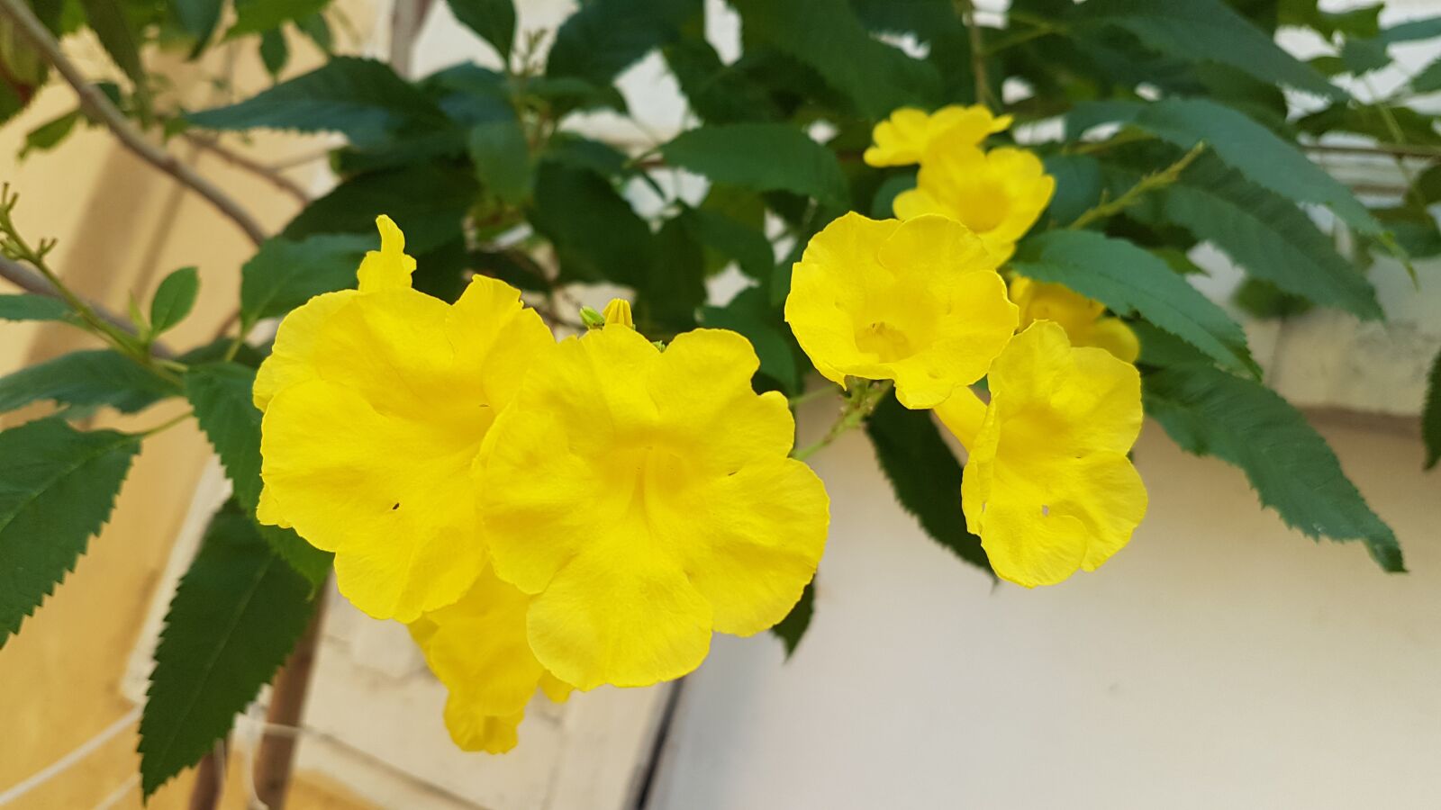 Samsung Galaxy S7 sample photo. Yellow, flowers, beautiful photography
