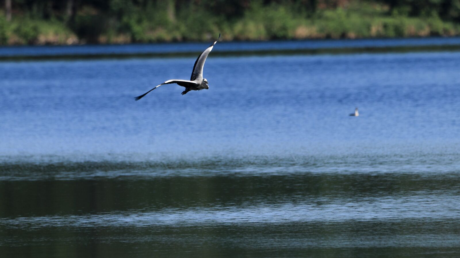 150-600mm F5-6.3 DG OS HSM | Contemporary 015 sample photo. Lake, heron, flight photography