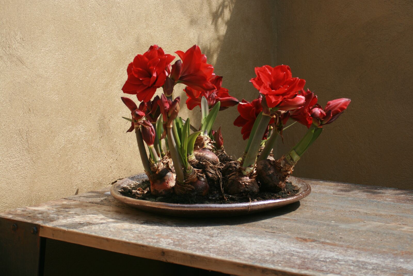 Canon EOS 400D (EOS Digital Rebel XTi / EOS Kiss Digital X) sample photo. Flowers, bulbs, red photography