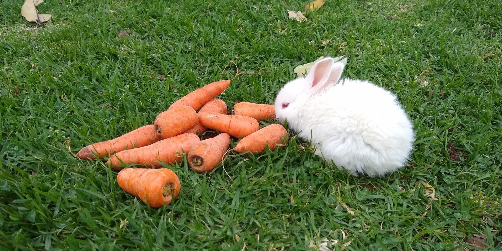 Motorola moto g(6) sample photo. Animales, conejos, zanahorias photography