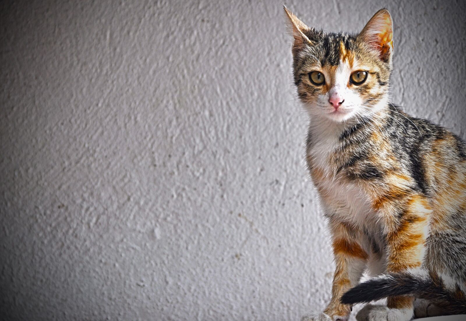 Nikon D90 sample photo. Cute, animals, portrait photography