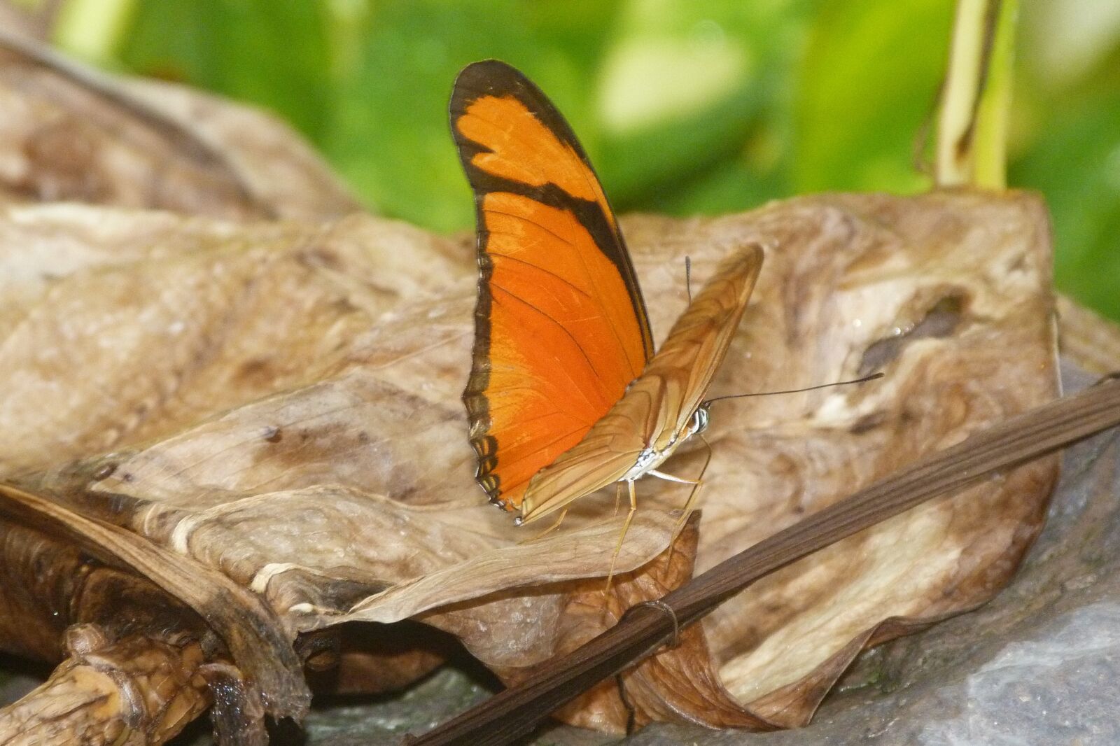Panasonic Lumix DMC-FZ40 (Lumix DMC-FZ45) sample photo. Butterfly, orange, insect photography