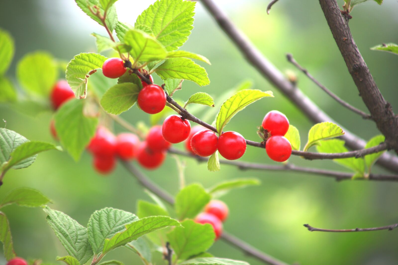 Canon EOS 5D Mark II sample photo. Leaf, nature, fruit photography