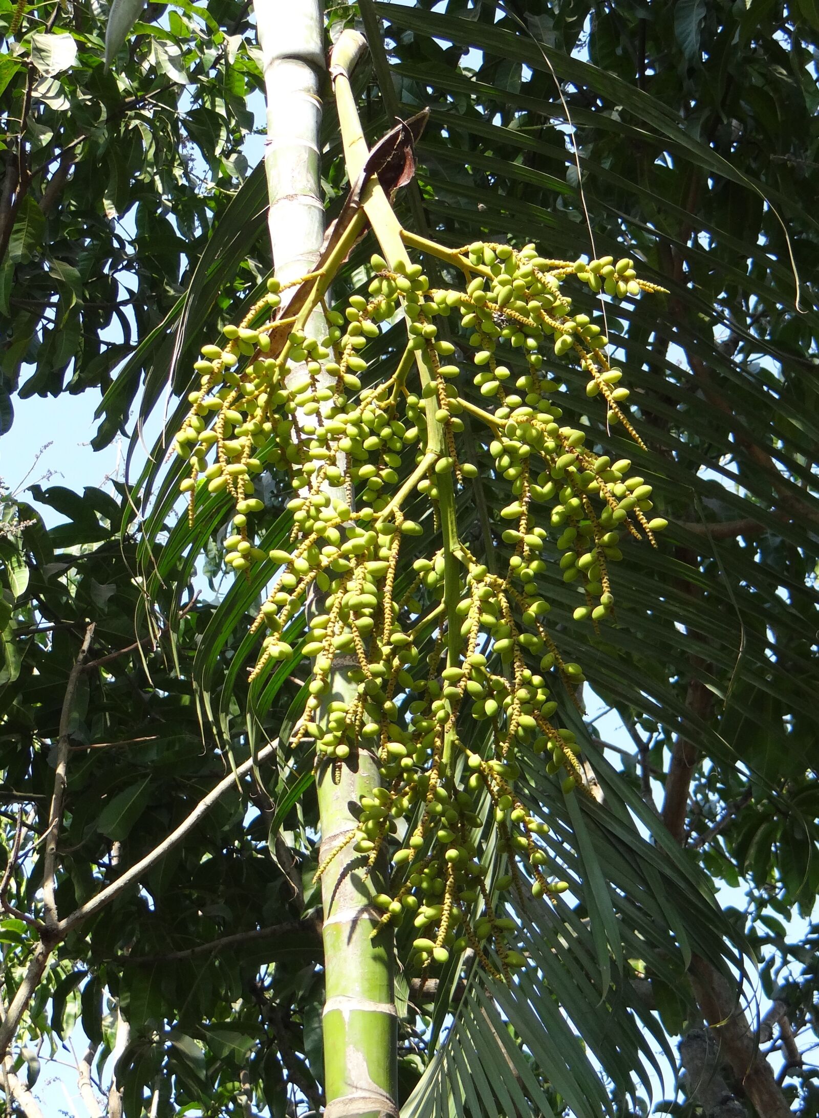 Sony DSC-HX200V sample photo. Palm, bamboo, ornamental photography