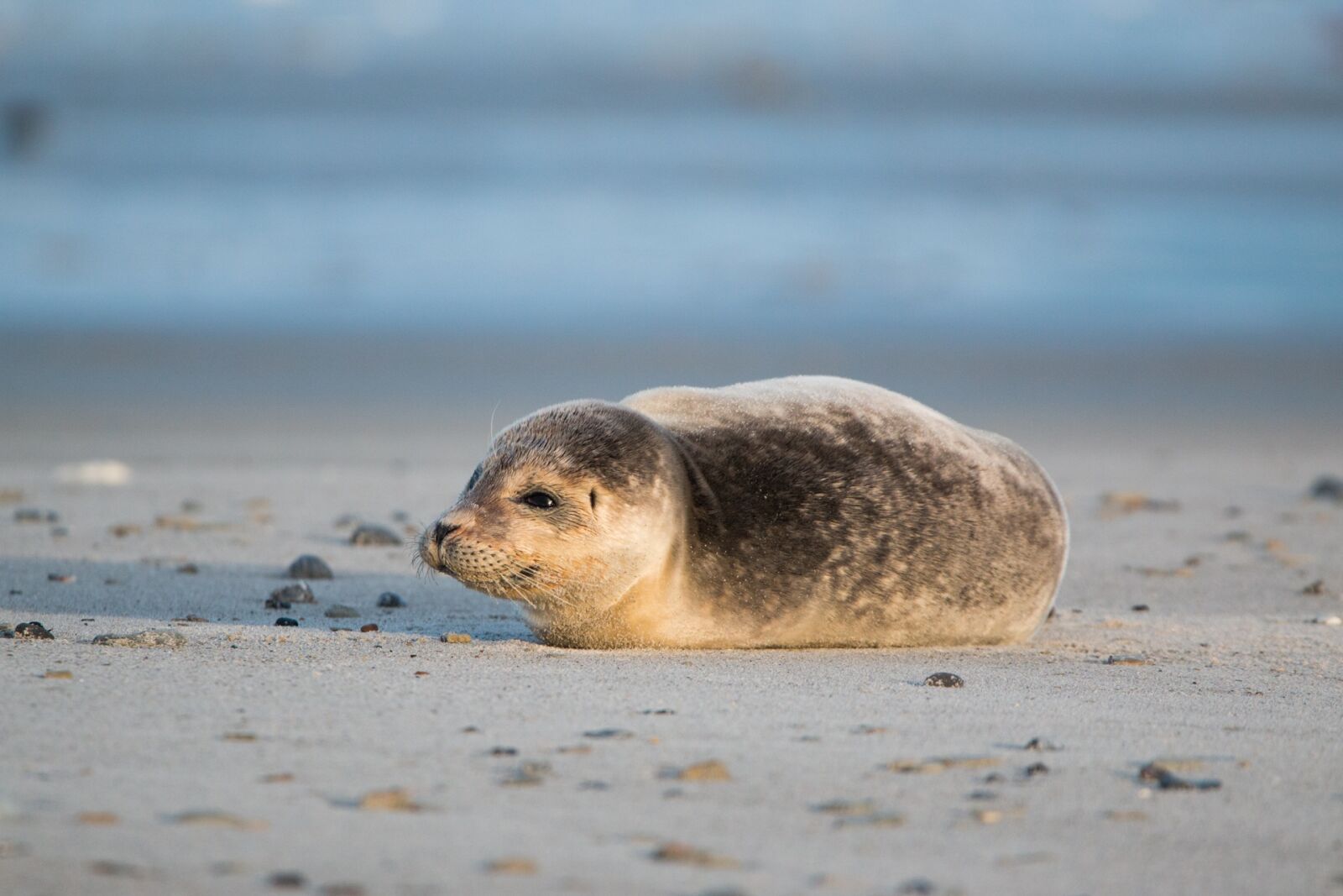 Canon EOS 70D + 150-600mm F5-6.3 DG OS HSM | Contemporary 015 sample photo. Robbe, grey seal, helgoland photography