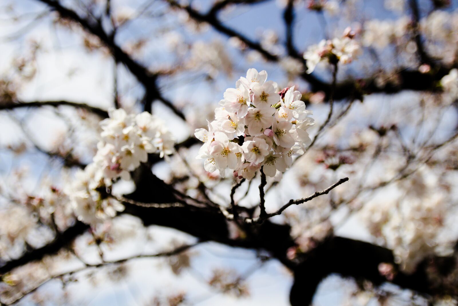 Canon EOS 700D (EOS Rebel T5i / EOS Kiss X7i) sample photo. Tree, cherry, branch photography