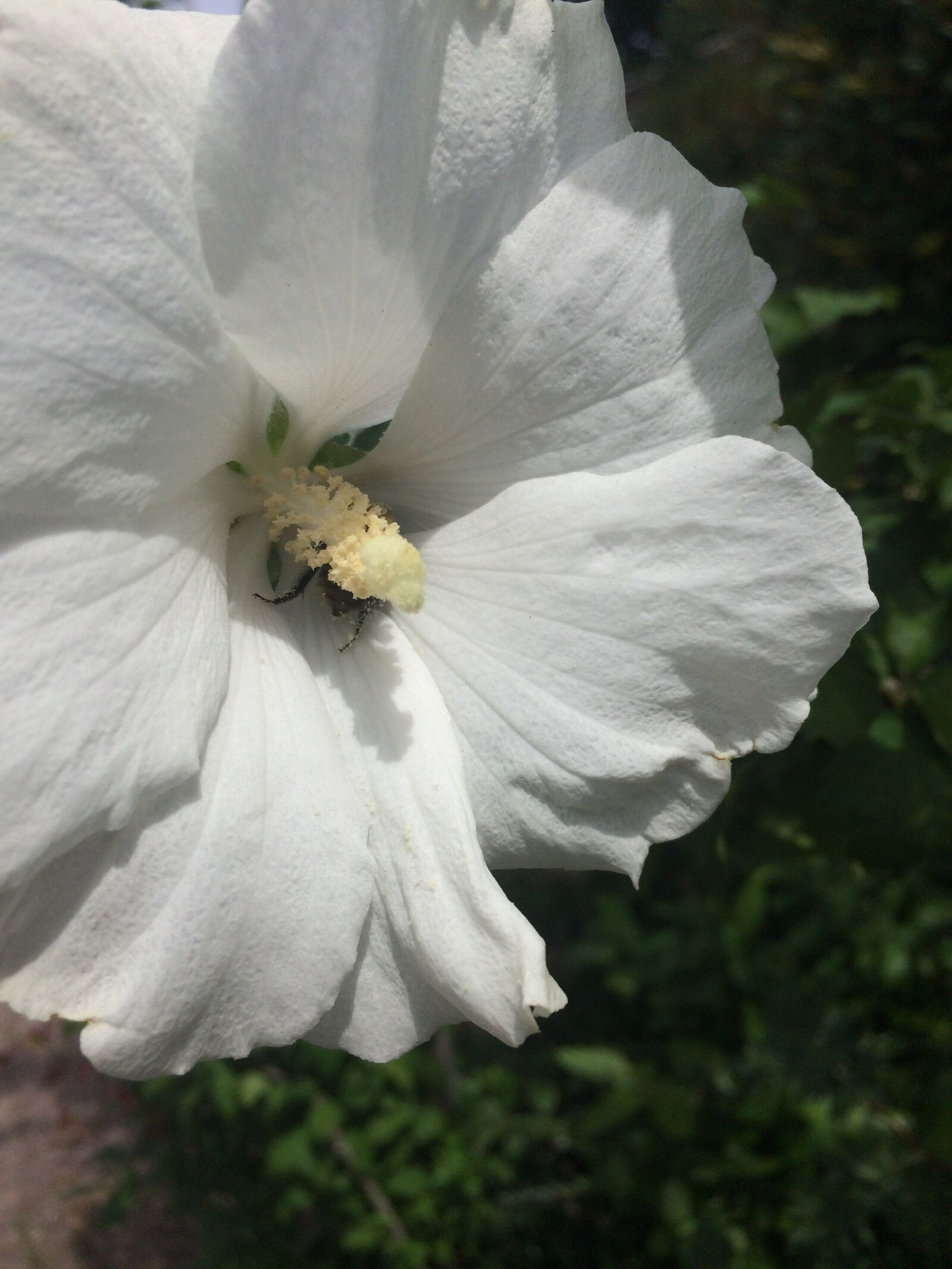 iPhone 5s back camera 4.15mm f/2.2 sample photo. Hibiscus, flower, shrub photography