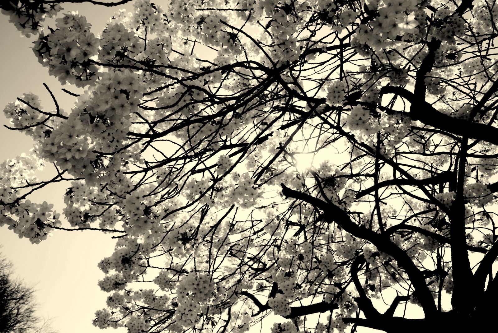 Sony Alpha DSLR-A200 sample photo. Blossom, monochrome, tree photography