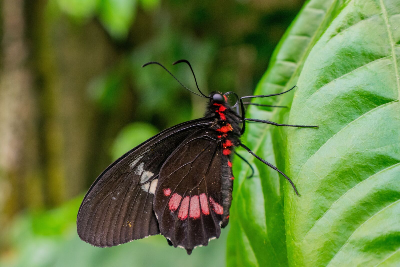 Nikon D5300 sample photo. Butterfly, insect, garden photography