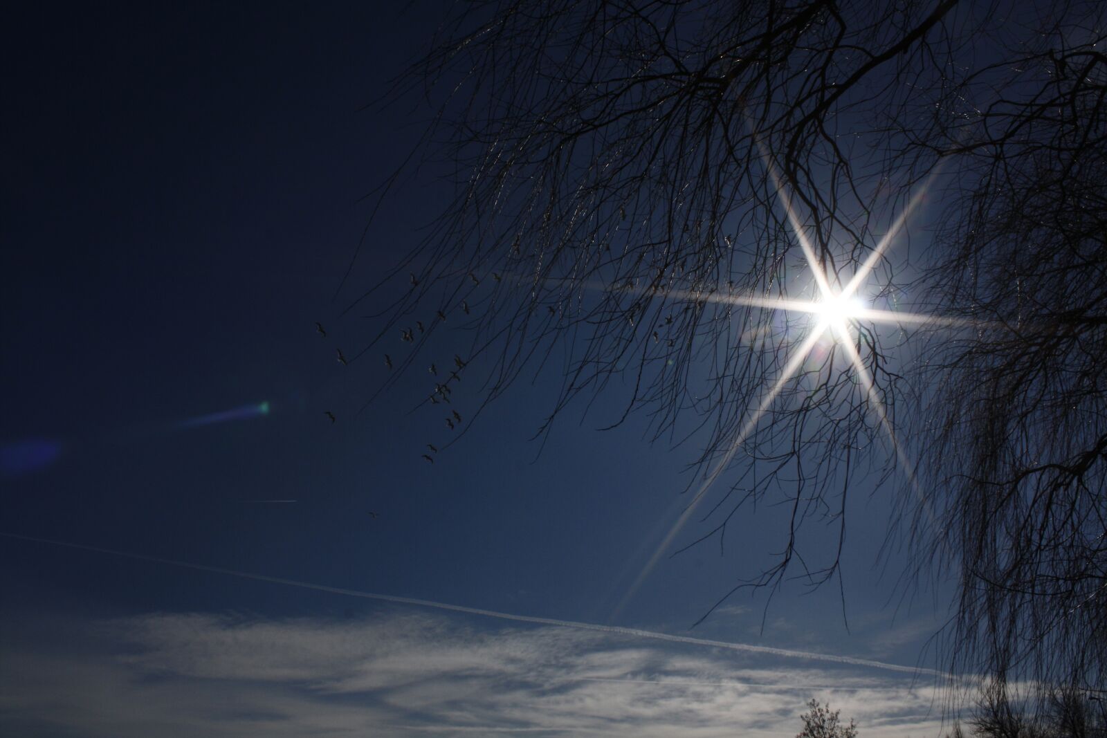 Canon EOS 1000D (EOS Digital Rebel XS / EOS Kiss F) sample photo. Tree, sun, nature photography