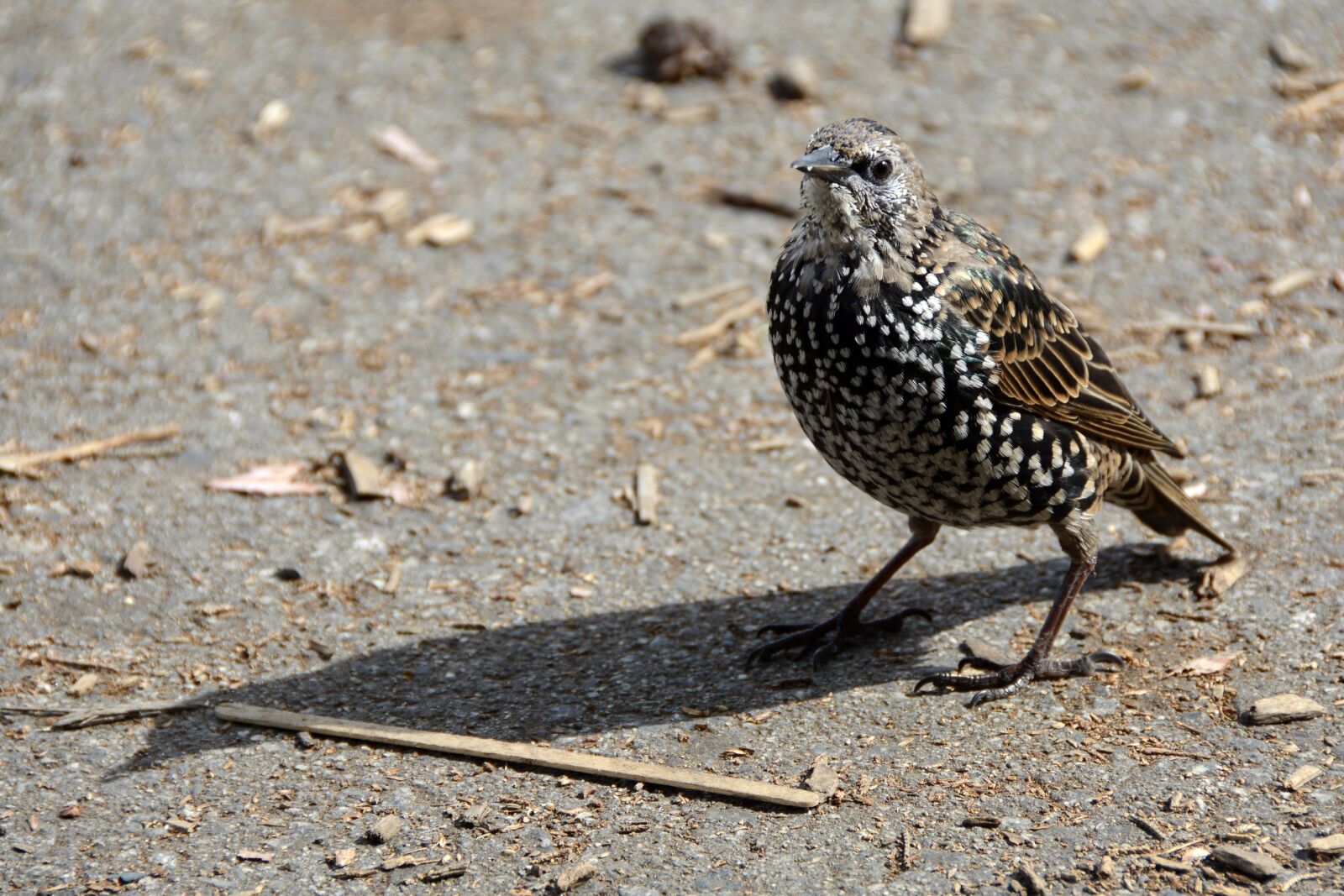Nikon D7100 sample photo. Bird, star, animal photography