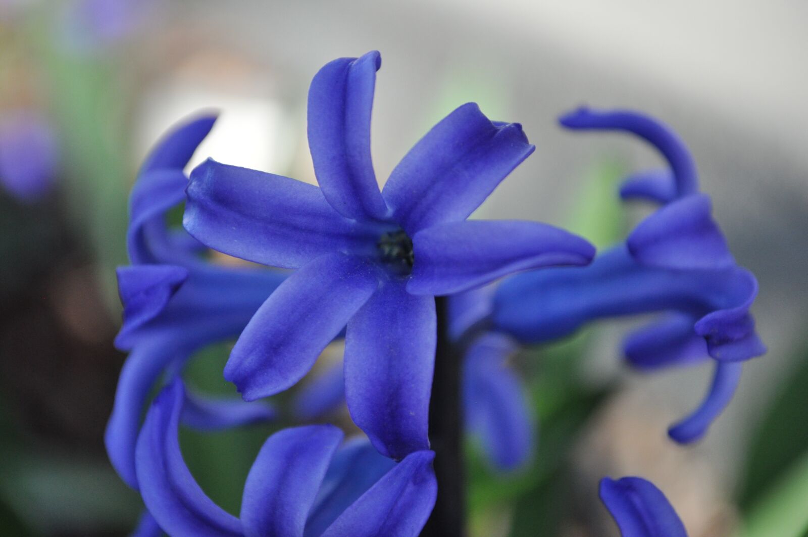 Nikon D5000 sample photo. Purple, blue, indigo photography