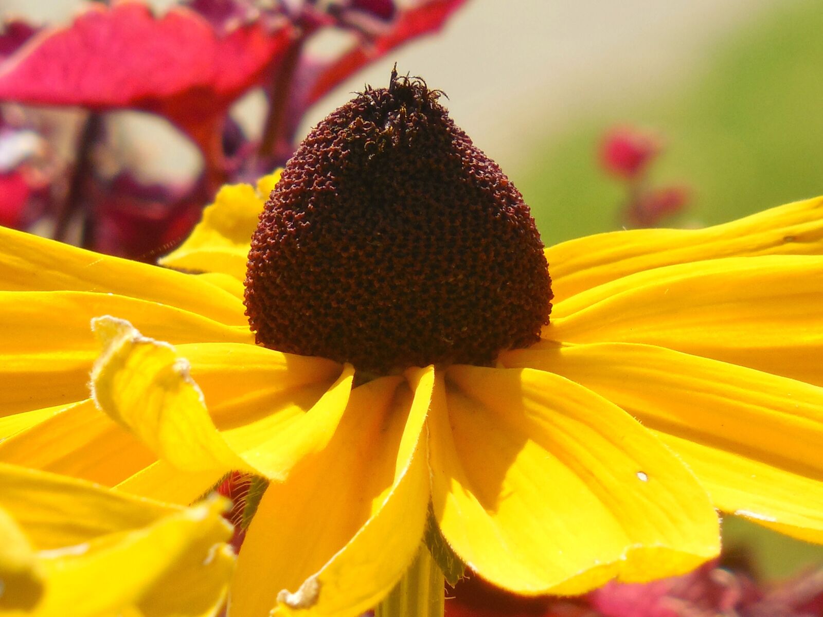 Nikon COOLPIX L620 sample photo. Black eyed susan, flower photography