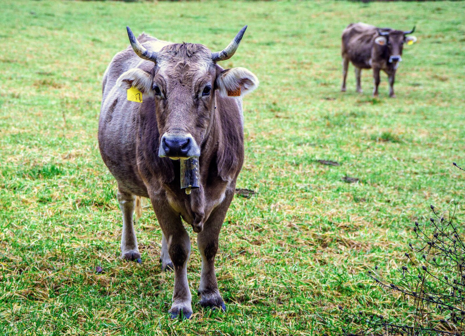 Sony a6000 + Sony E PZ 18-105mm F4 G OSS sample photo. Cows, veal, livestock photography
