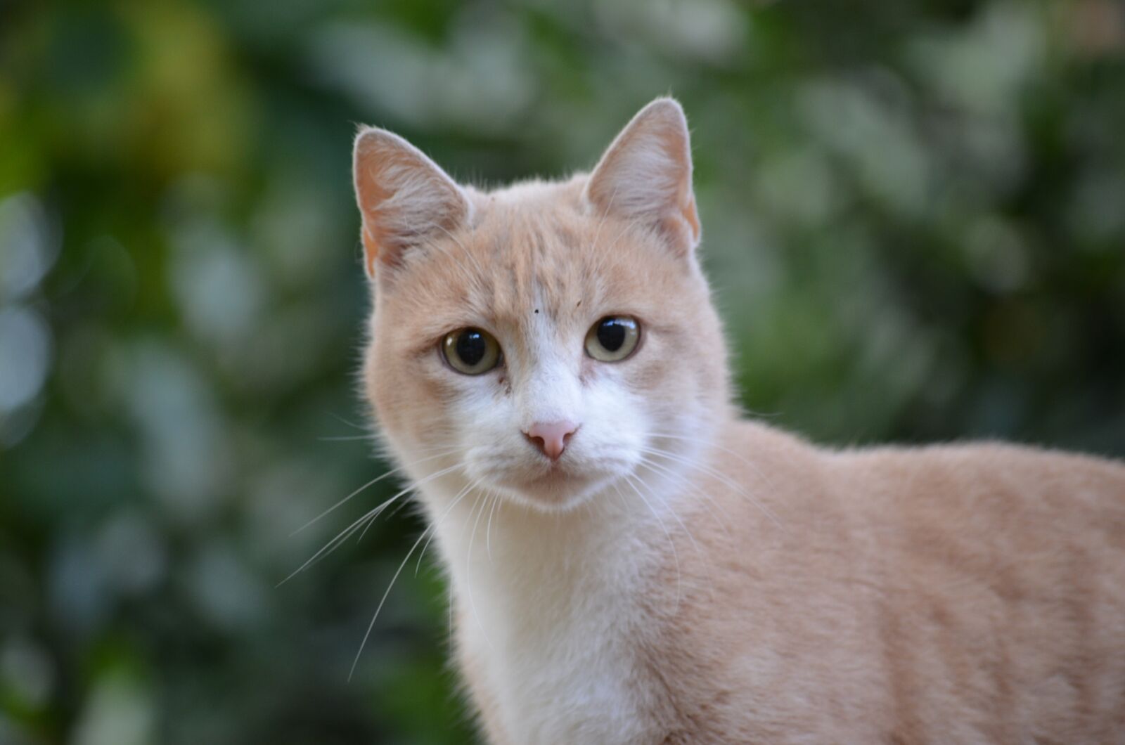 Nikon D5100 sample photo. Animals, cat, nature photography
