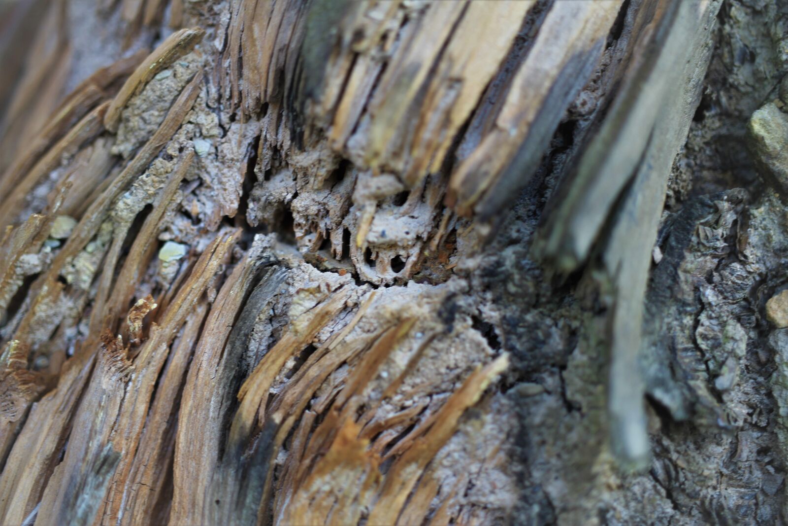Canon EOS 7D sample photo. Old root, tree wood photography