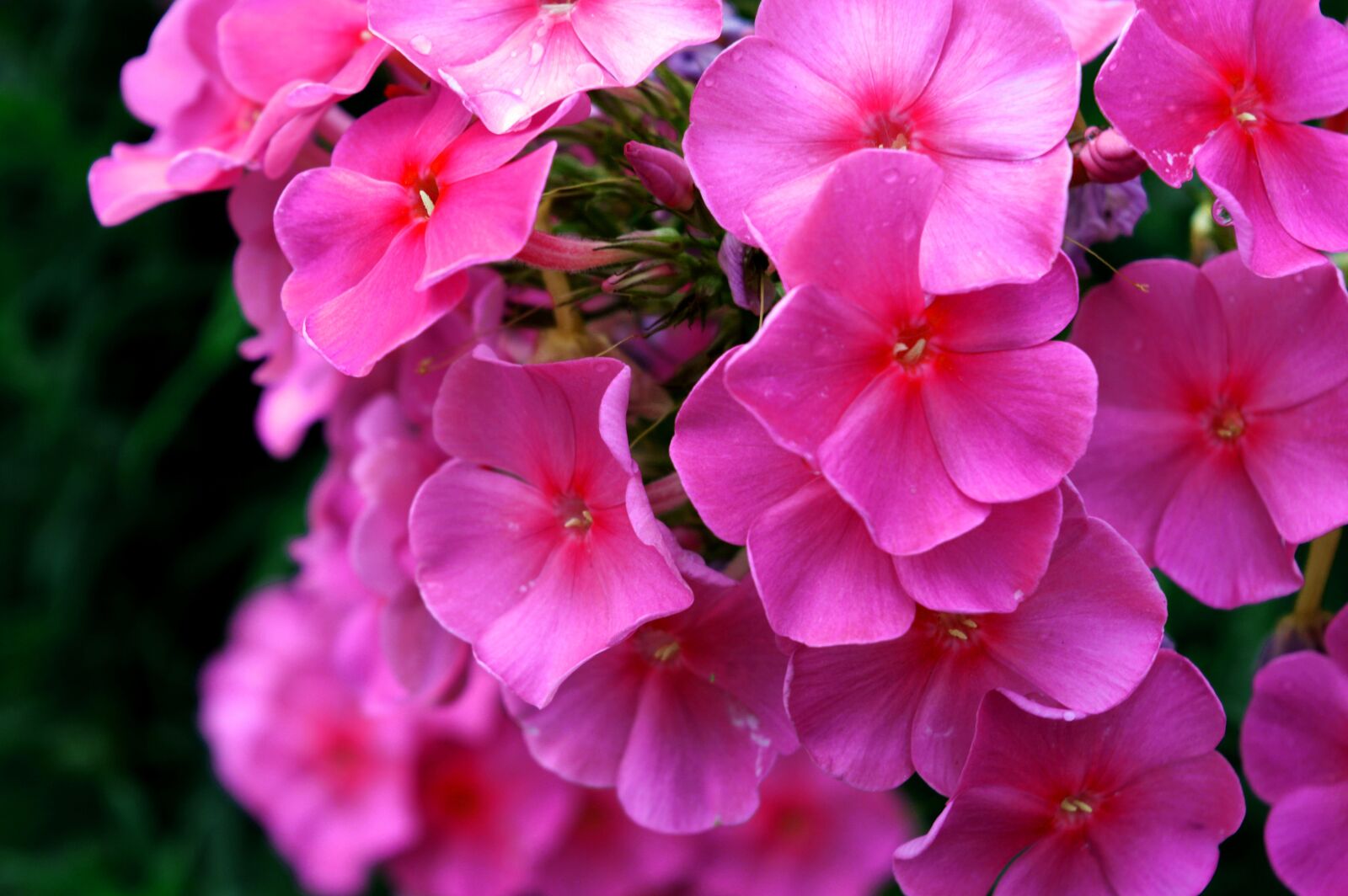 Nikon D3200 sample photo. Pink, flower, nature photography