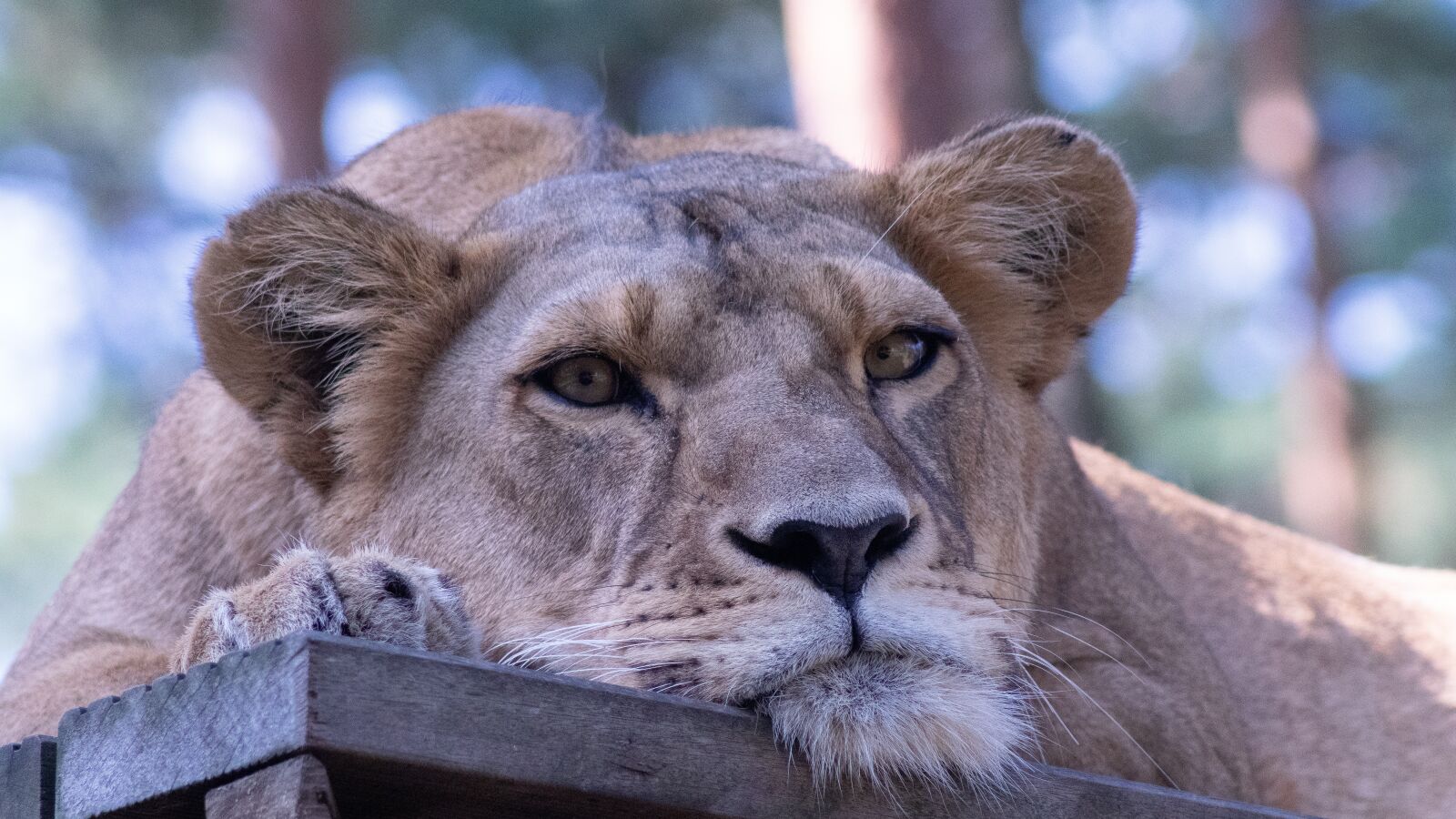 Sony ILCA-77M2 sample photo. Lion, lioness, animal world photography
