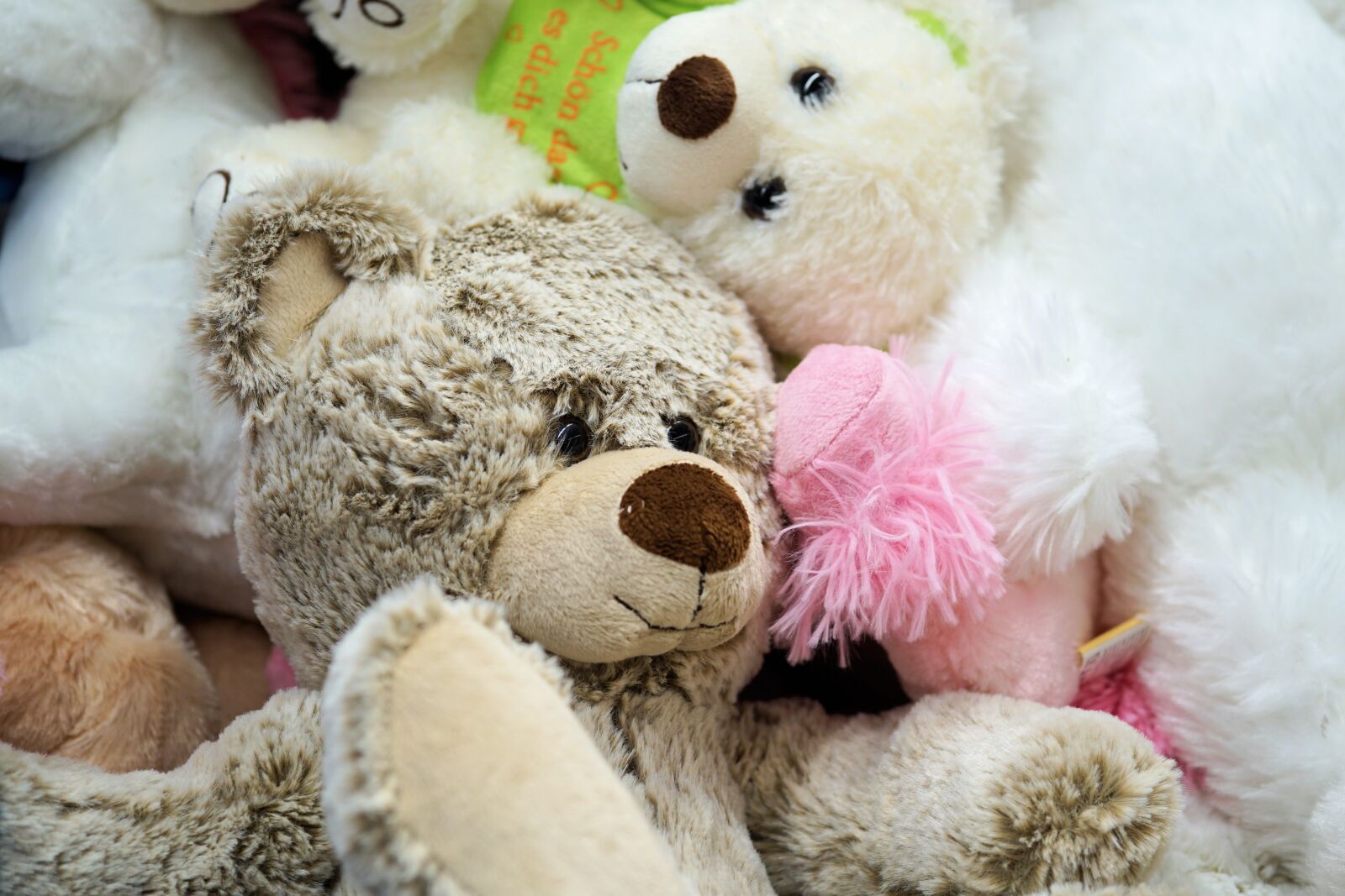 Sony a6000 + E 60mm F2.8 sample photo. Bear, stuffed animal, teddy photography