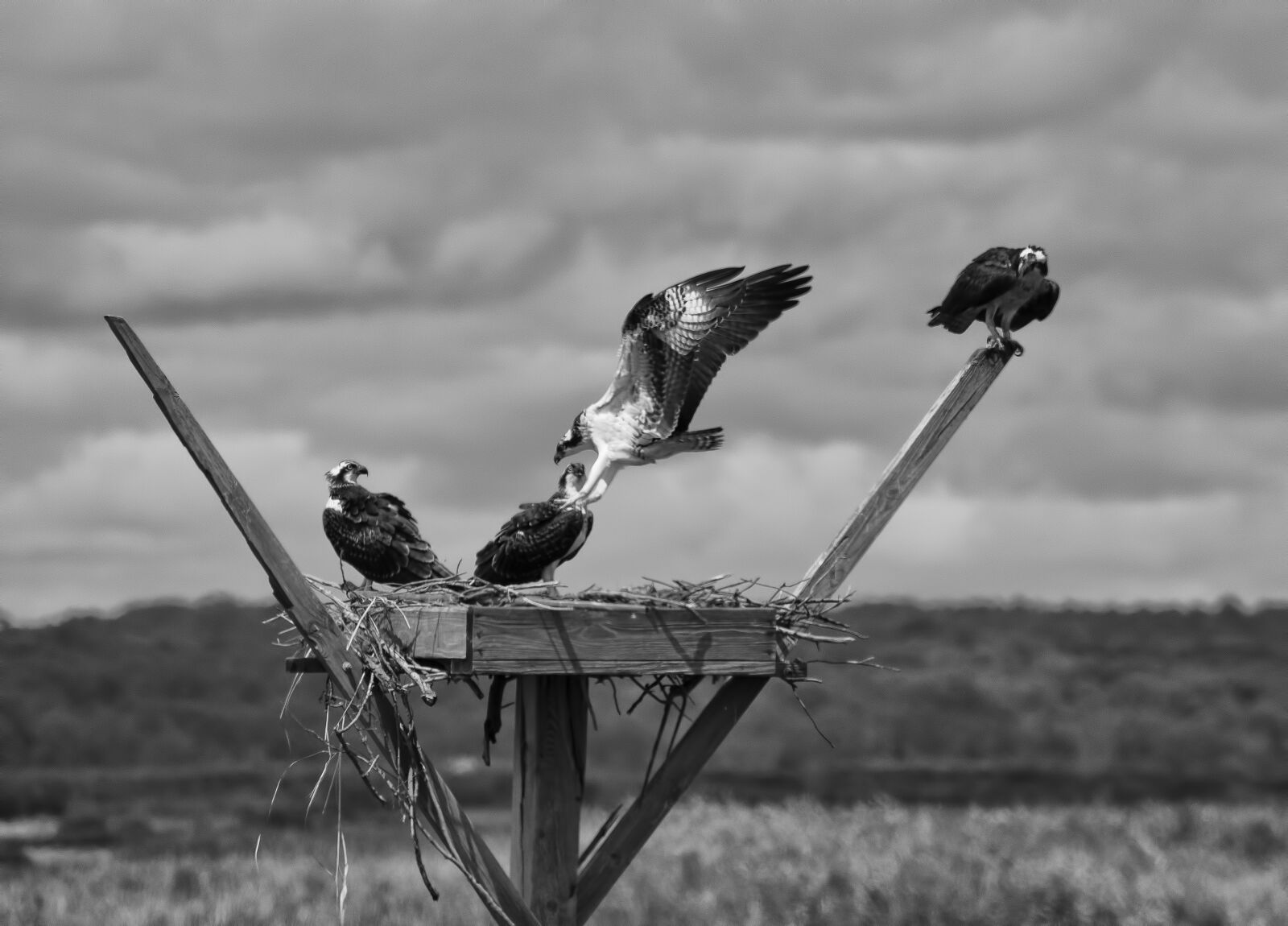 Nikon D7200 sample photo. Wildlife, birds, forsythe wildlife photography