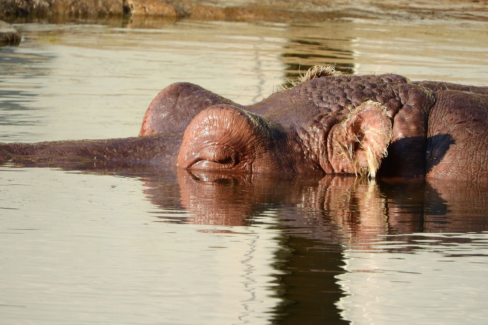 Nikon Coolpix P610 sample photo. Hippo, the head of photography