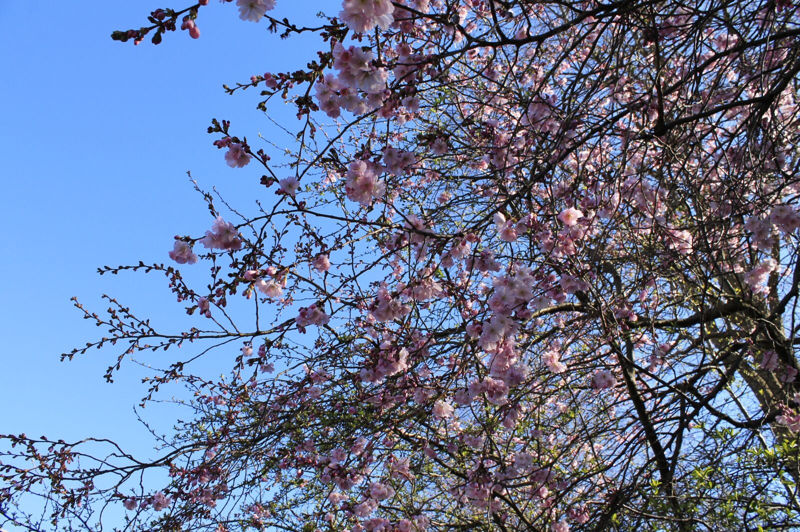 Canon EOS 1100D (EOS Rebel T3 / EOS Kiss X50) sample photo. Cherry blossoms, flowers, tree photography