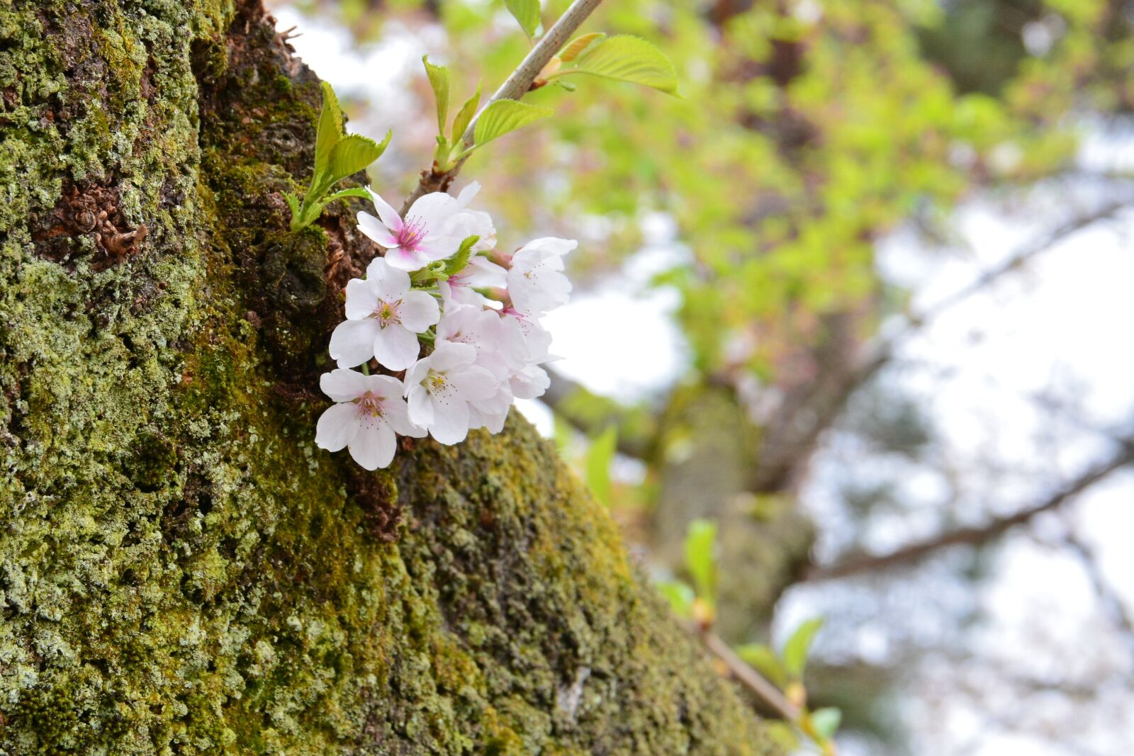 Nikon D7100 sample photo. Cherry blossoms, spring, wood photography