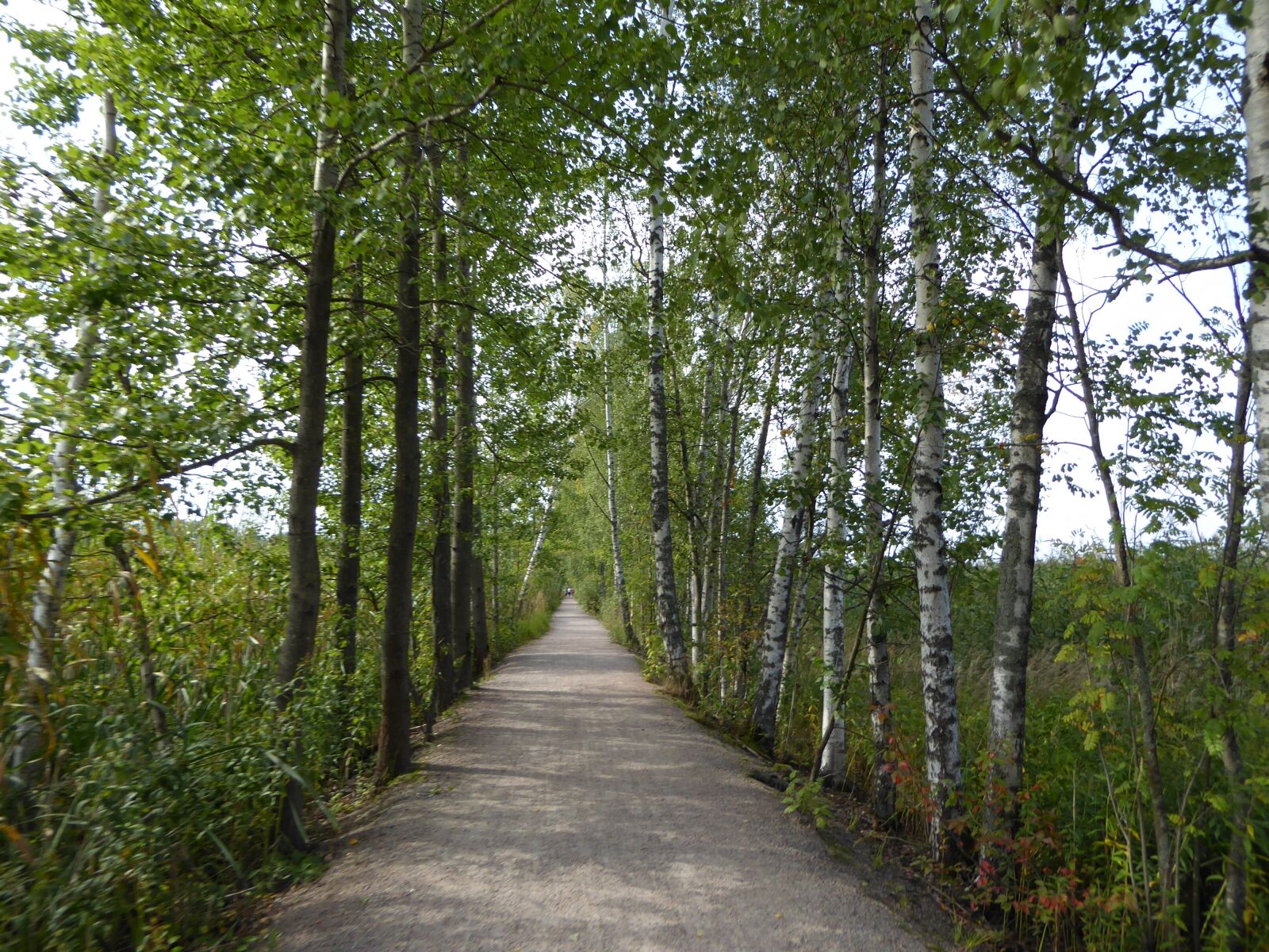 Panasonic Lumix DMC-ZS50 (Lumix DMC-TZ70) sample photo. Forest, the path, wood photography