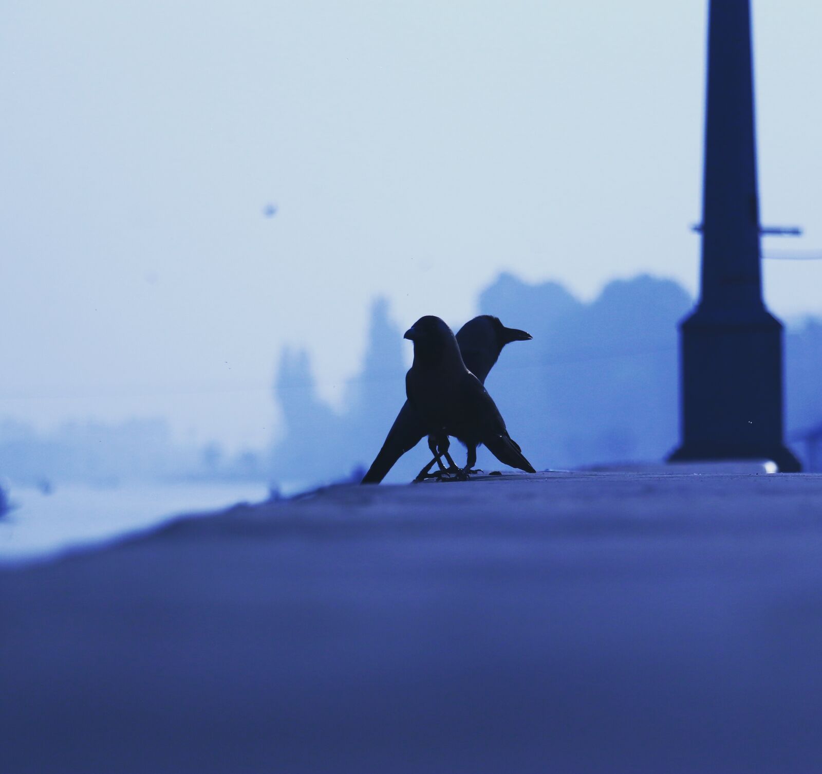 Canon EOS 70D sample photo. Birds, blue, background, crow photography