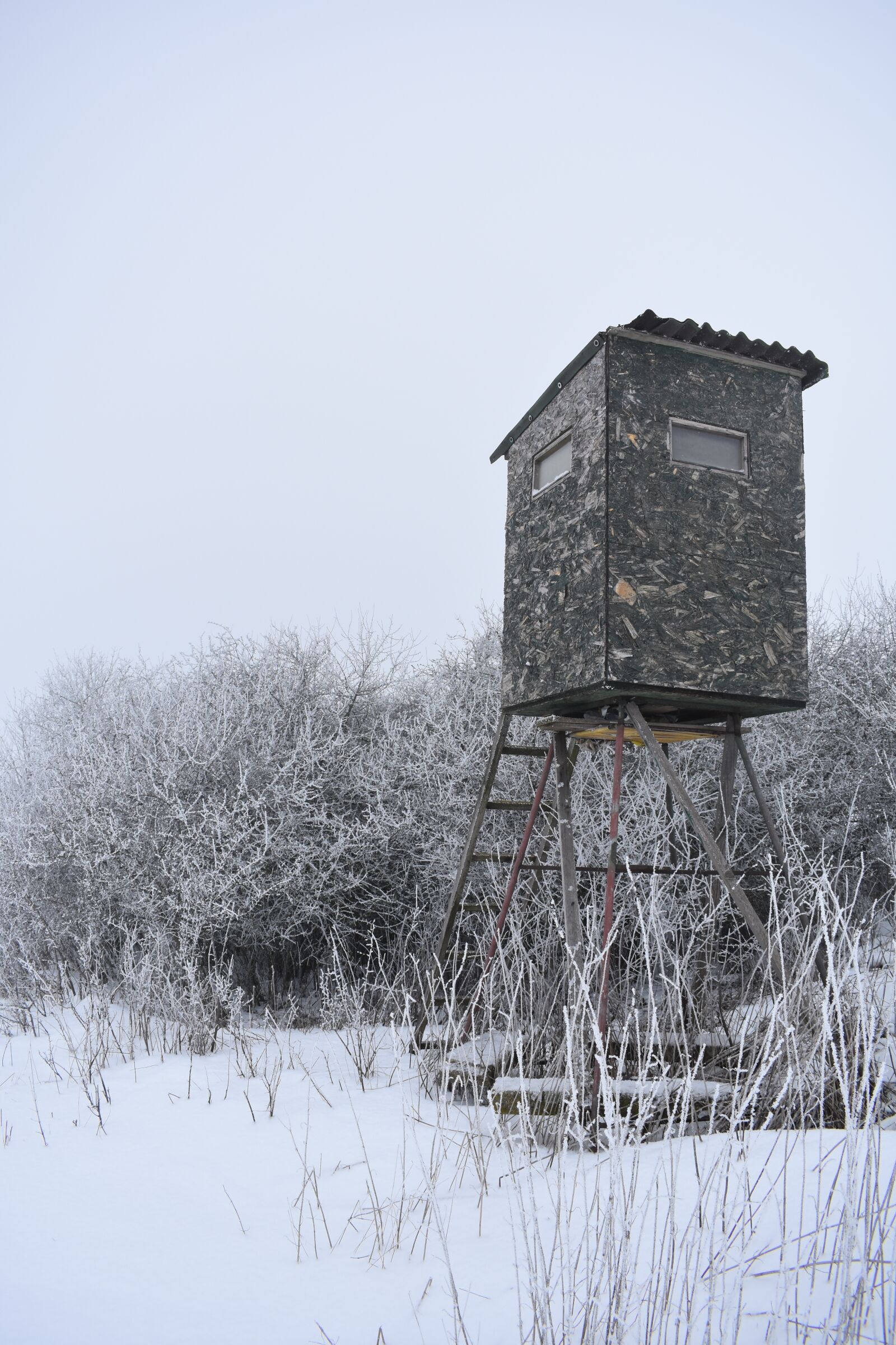 Nikon D3400 sample photo. Winter, nature, frost photography