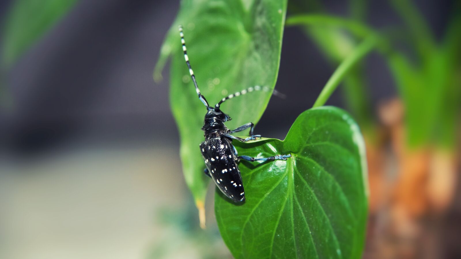 Nikon D750 sample photo. Beetles, insect, plant photography