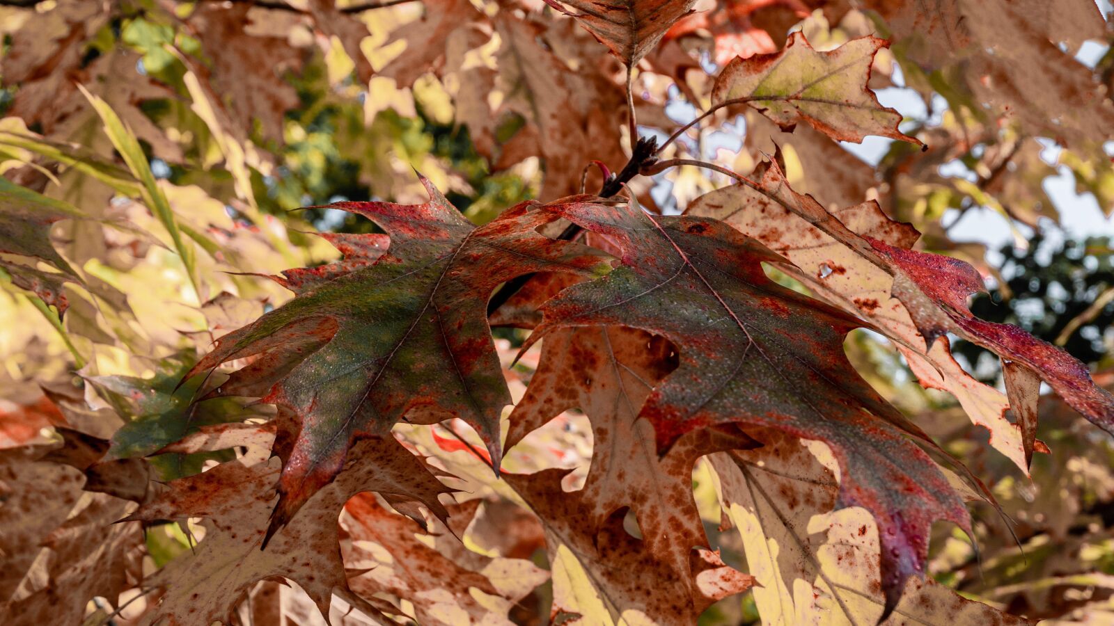 Sony a6500 sample photo. Leaf, autumn, forest photography