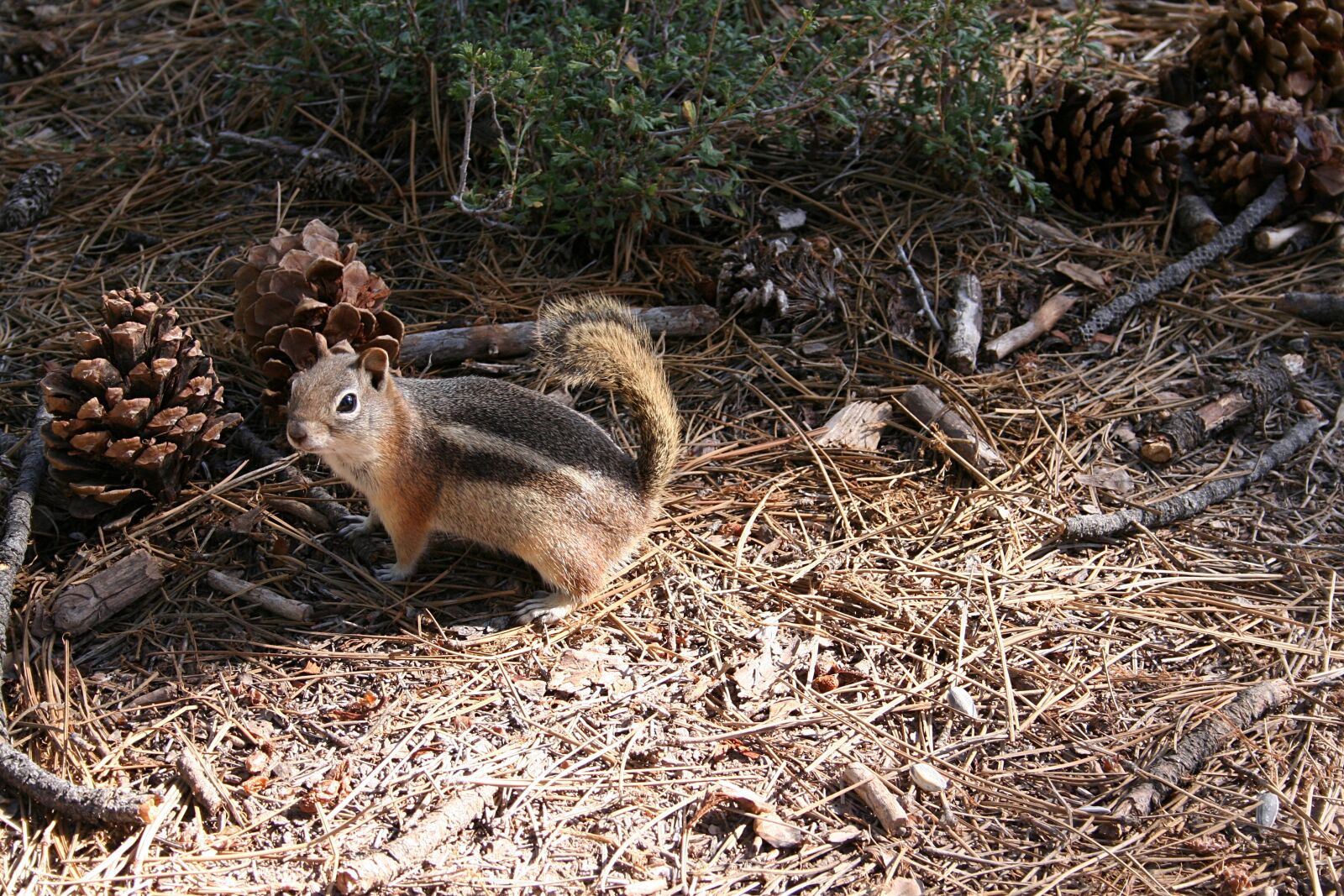 Canon EOS 350D (EOS Digital Rebel XT / EOS Kiss Digital N) sample photo. Cute, animals, squirrel photography