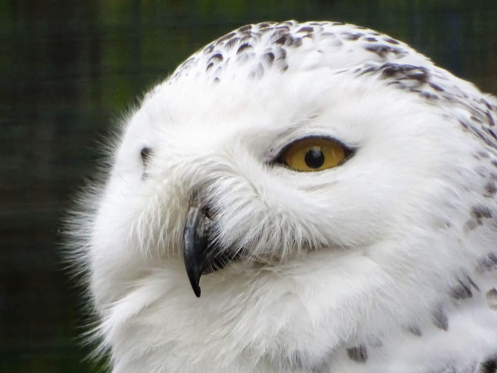Sony Cyber-shot DSC-HX400V sample photo. Snowy owl, animal, nature photography