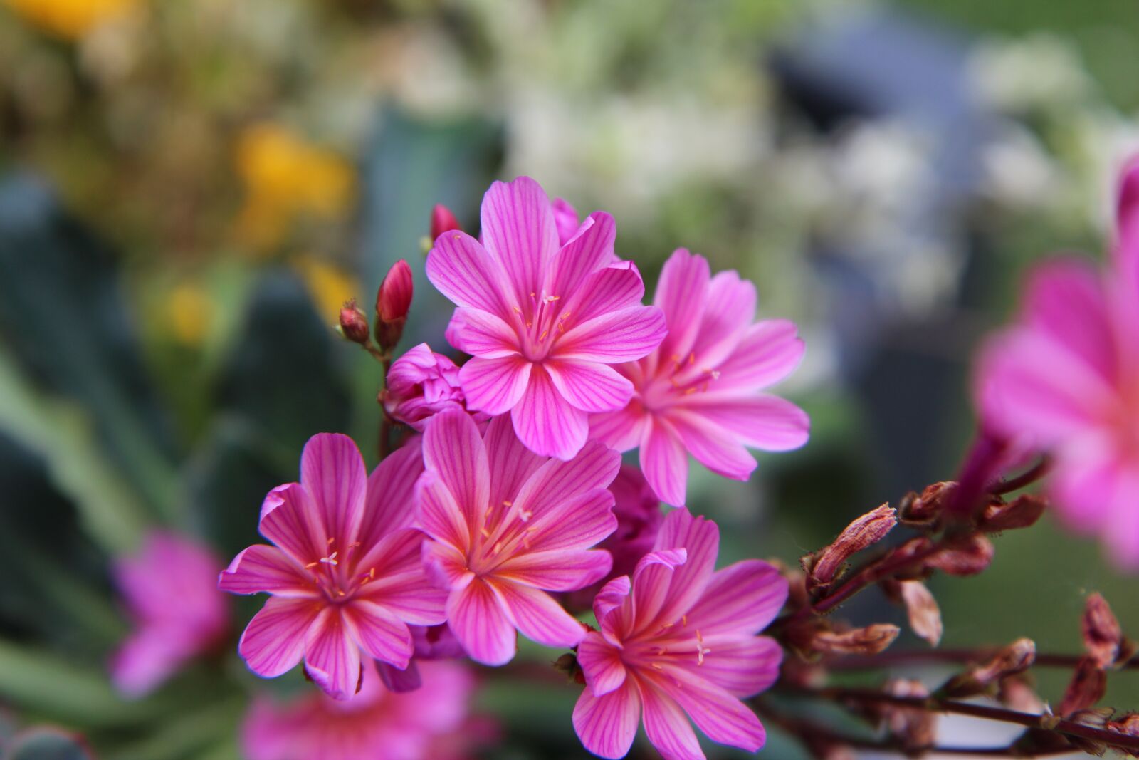 Canon EOS 600D (Rebel EOS T3i / EOS Kiss X5) sample photo. Pink flowers, perennial, flowering photography