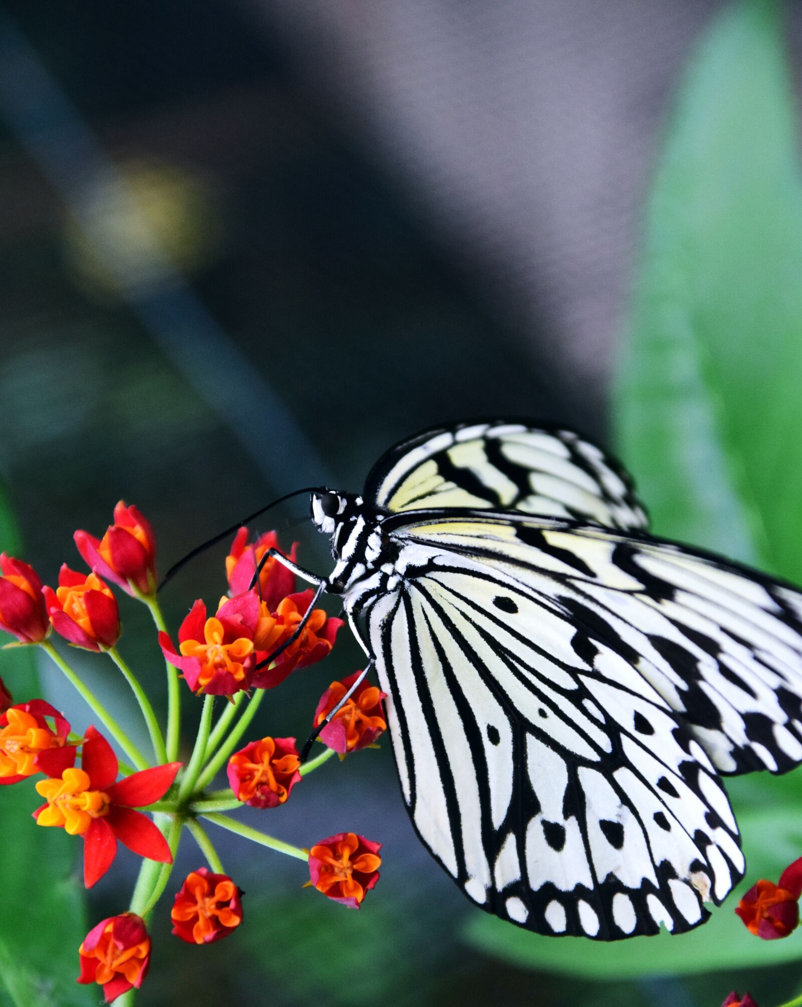 Nikon D3300 sample photo. White baumnymphe, idea leukonoe photography