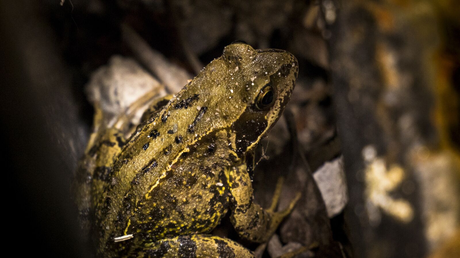 Panasonic Lumix DMC-G85 (Lumix DMC-G80) + LUMIX G VARIO 12-60/F3.5-5.6 sample photo. Toad, wildlife, frog photography