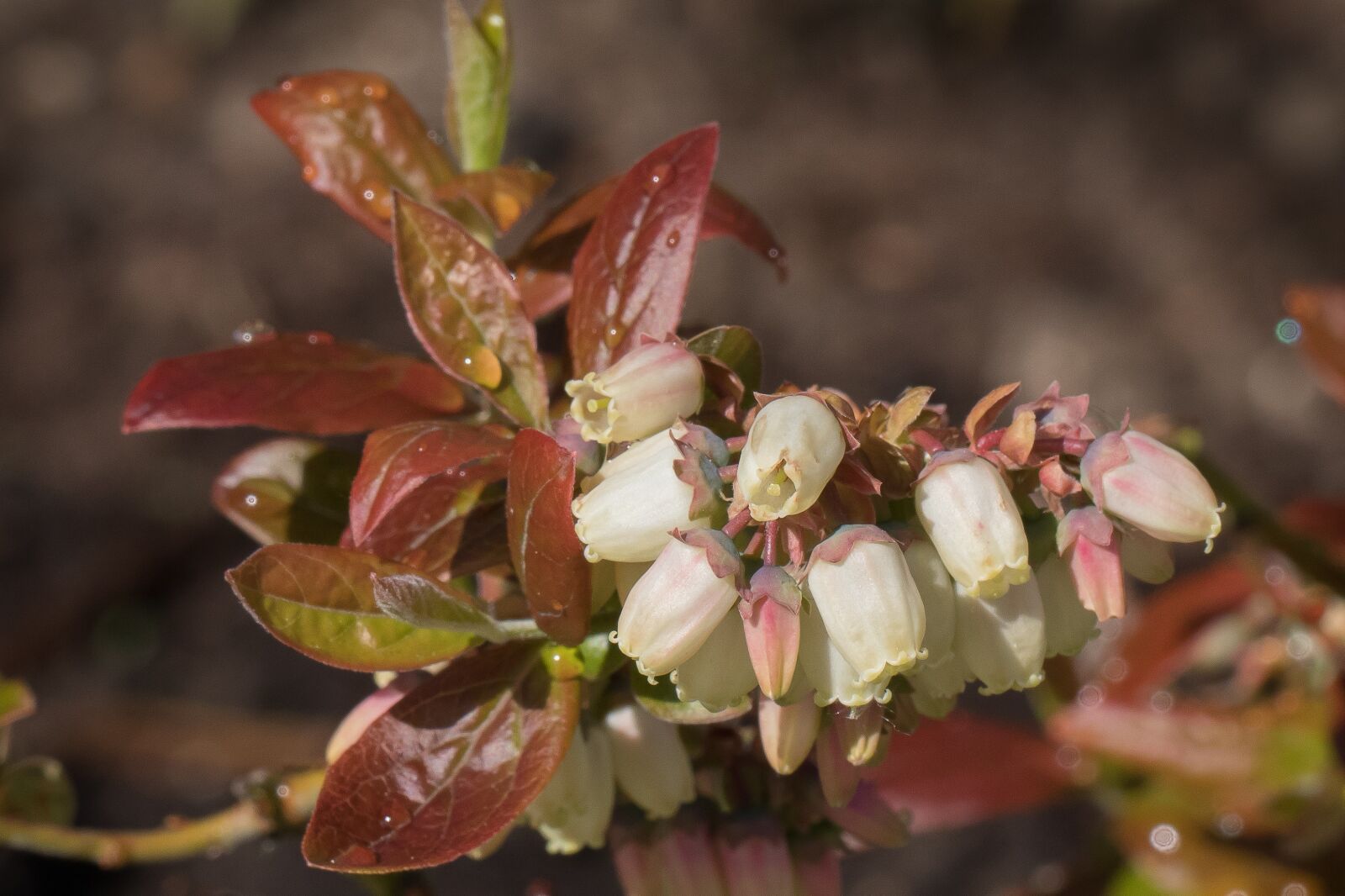 Canon EF 100mm F2.8L Macro IS USM sample photo. Blueberry, flower, bloom photography
