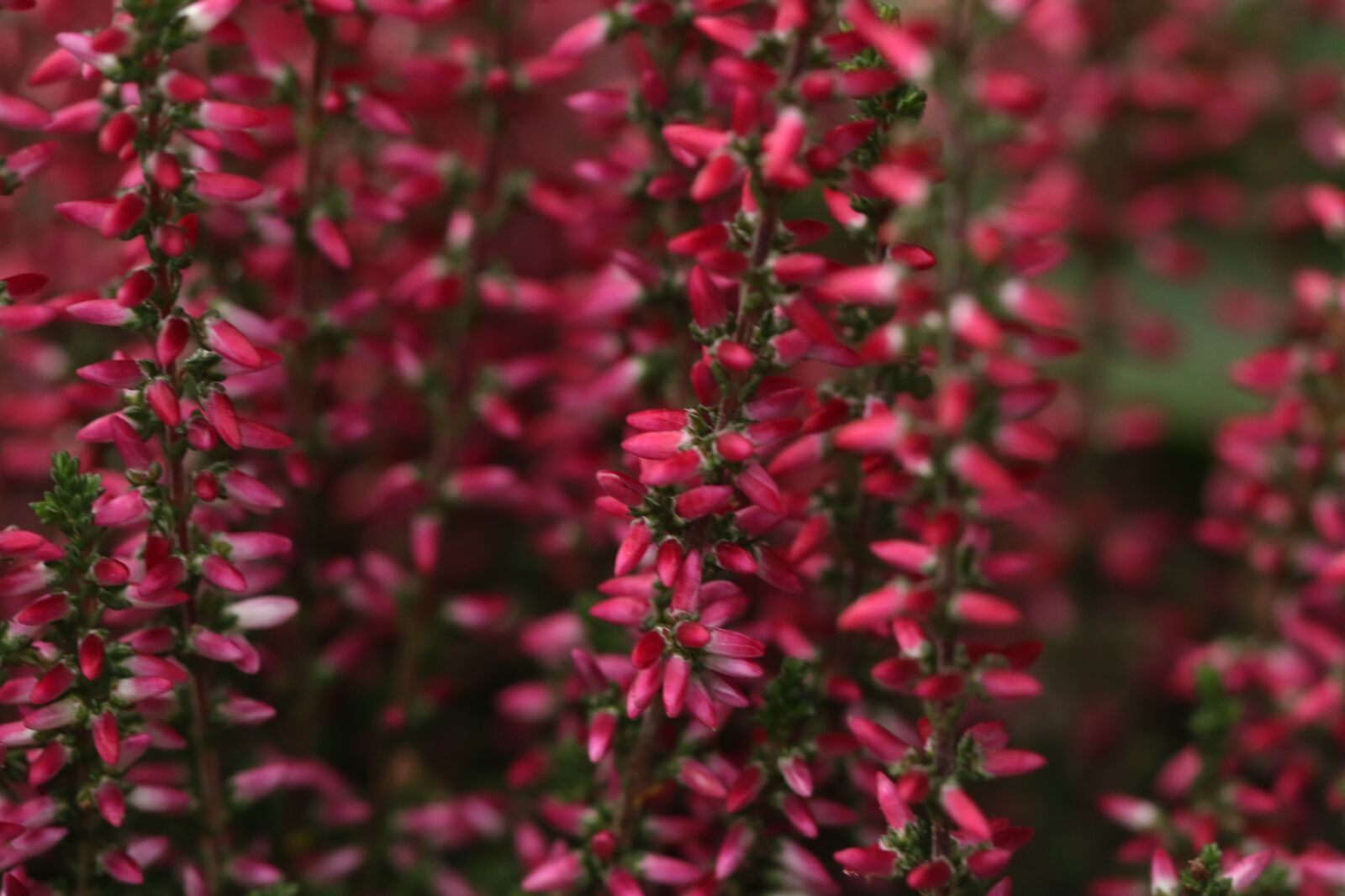 Canon EOS 7D Mark II sample photo. Heather, flower, autumn photography