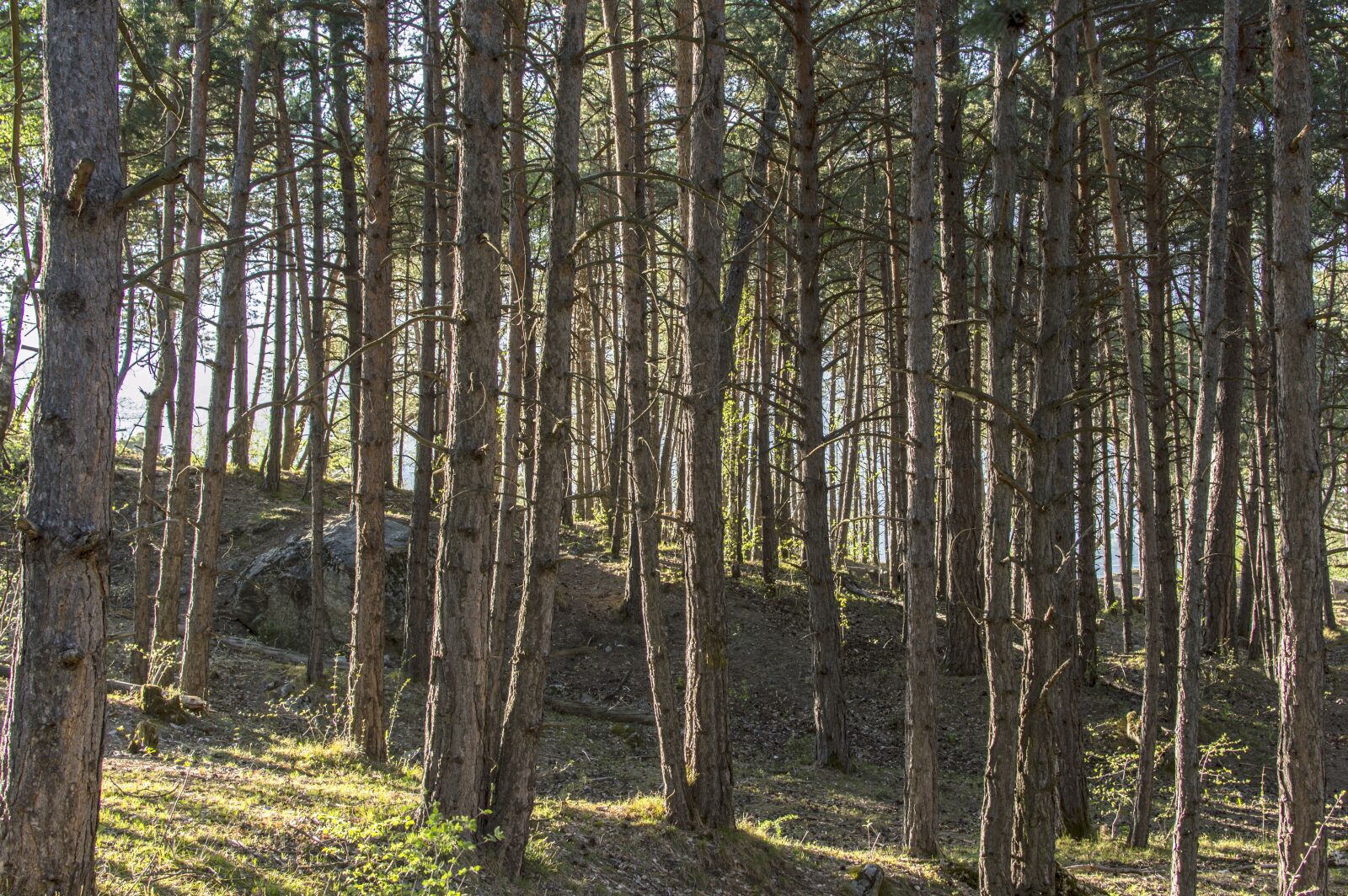 Nikon D3200 sample photo. Wood, nature, tree photography
