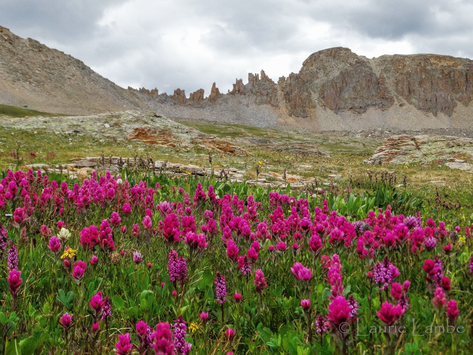 Sony Cyber-shot DSC-HX300 sample photo. Wildflower, mountain, landscape photography