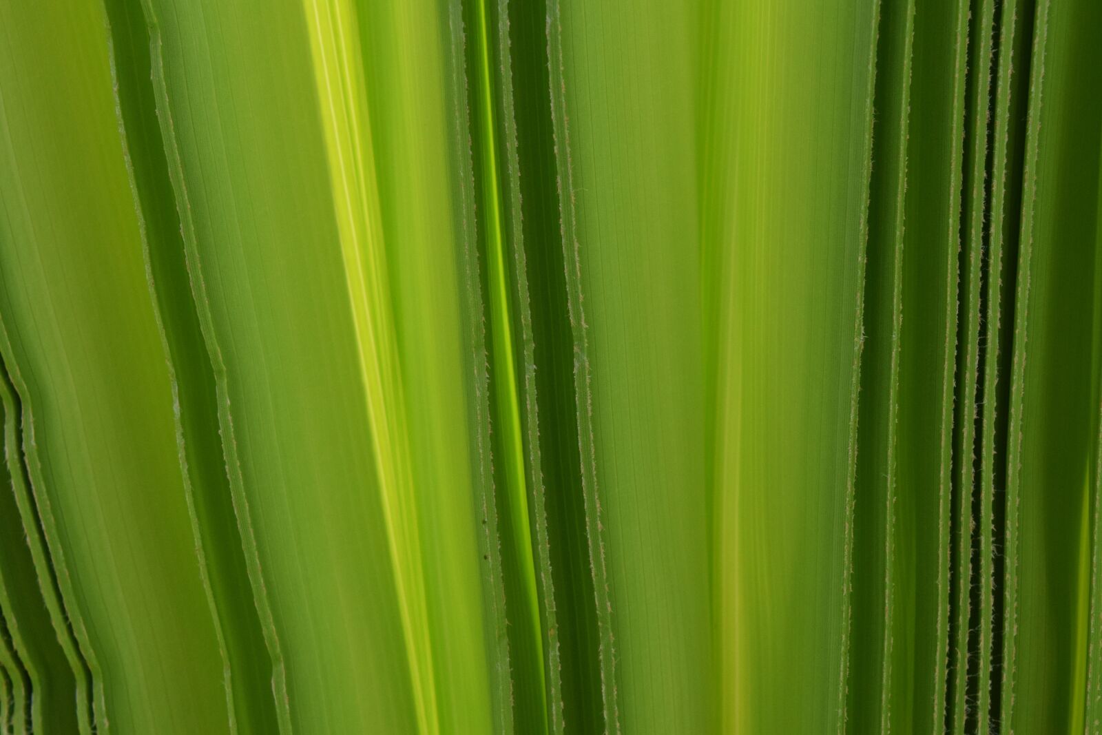 Nikon D3300 sample photo. Background, green, palm leaf photography