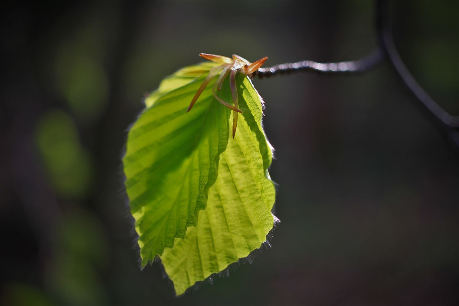 Canon EOS 7D sample photo. Birch, leaves, green photography