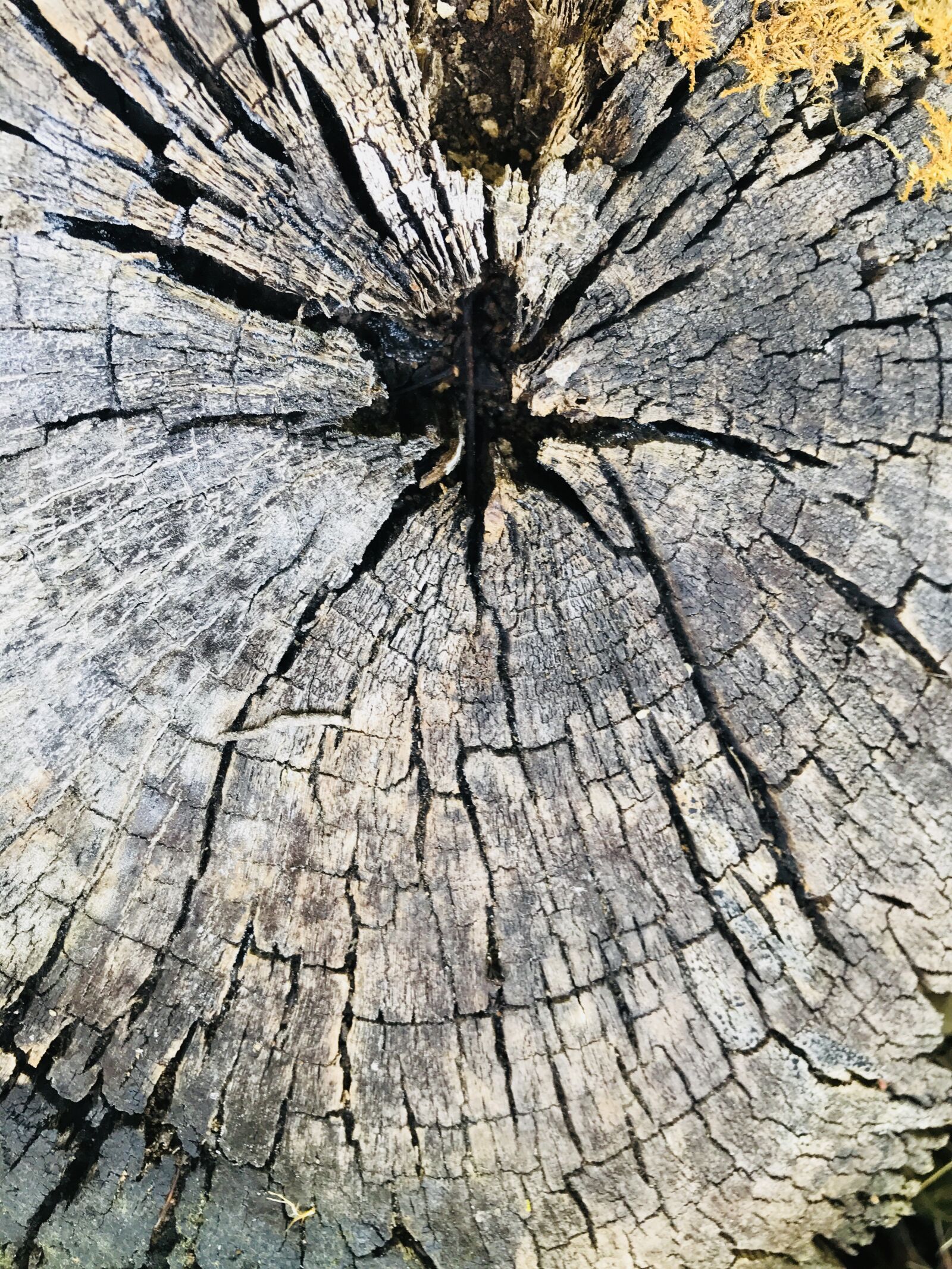 iPhone 7 back camera 3.99mm f/1.8 sample photo. Tree trunk, tree stump photography