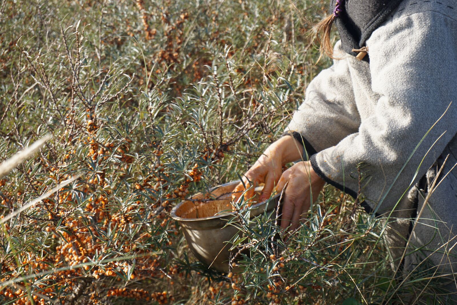 Sony a6000 sample photo. Sea buckthorn, juicing, wild photography