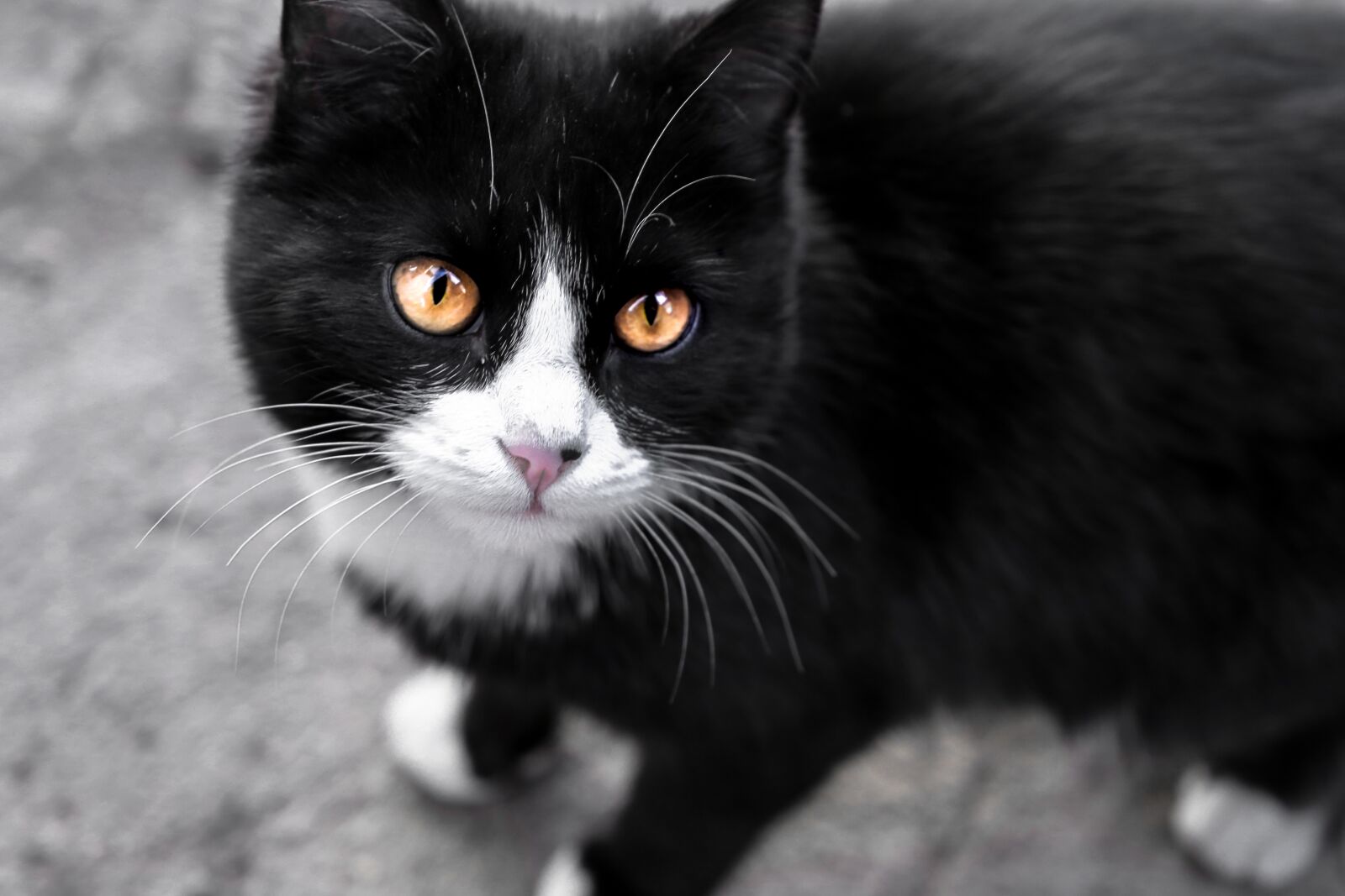 Canon EF 24-105mm F3.5-5.6 IS STM sample photo. Cat, eyes, view photography