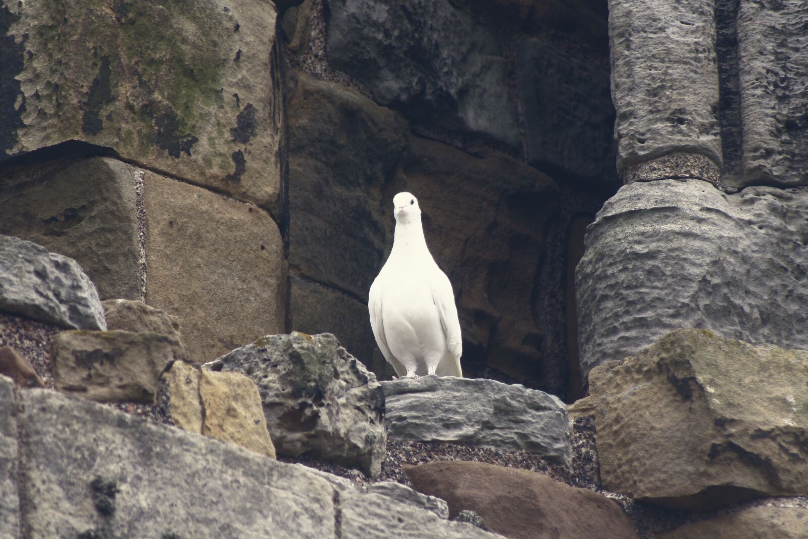 Canon EOS 1000D (EOS Digital Rebel XS / EOS Kiss F) sample photo. Dove, bird, white photography