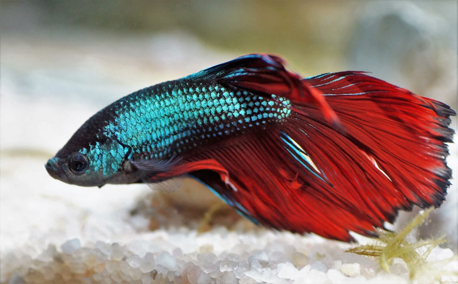Sony SLT-A58 sample photo. Beta, betta, warrior photography